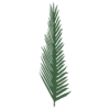 PALM LEAF (502004)