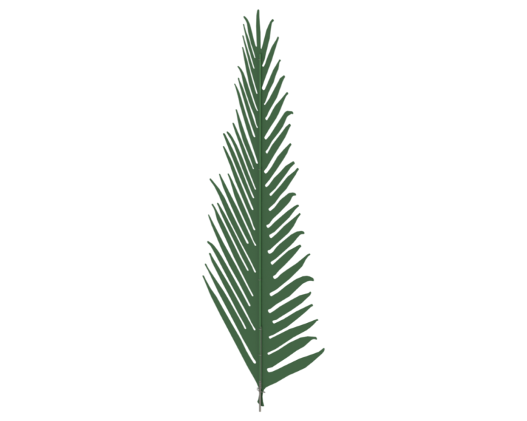 PALM LEAF